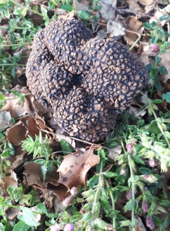 Le cavage de la truffe du Périgord, vente directe de la récolte des truffes entière  situé entre sarlat périgueux et brive. Cuisinez la truffe du Périgord truffe entière, brisures de truffe permettra de dcouvrir la gastronomie perigourdine.